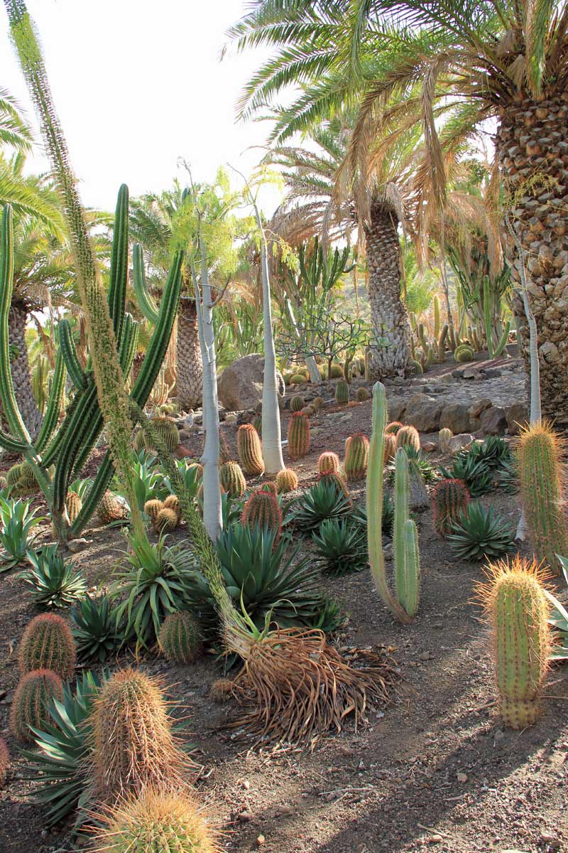 GIARDIN DE CACTUS di Gran Canaria